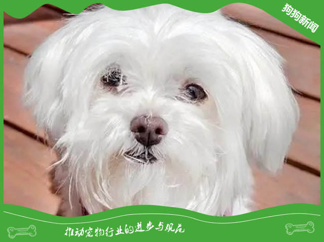 世界名犬之马尔济斯犬