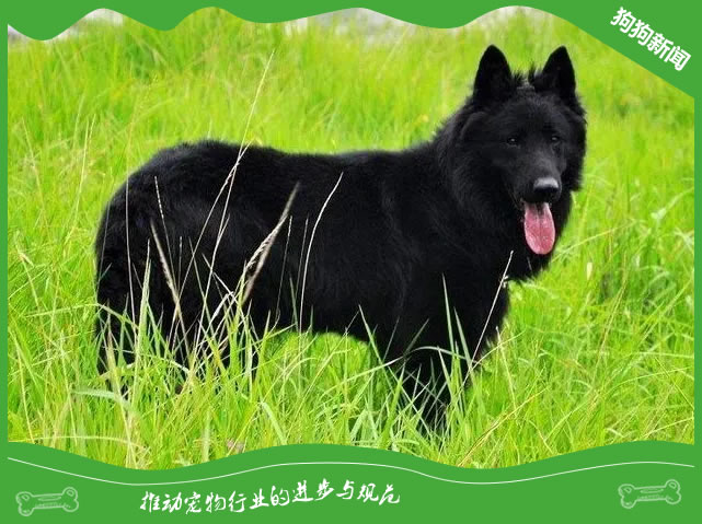 世界名犬之特弗伦犬