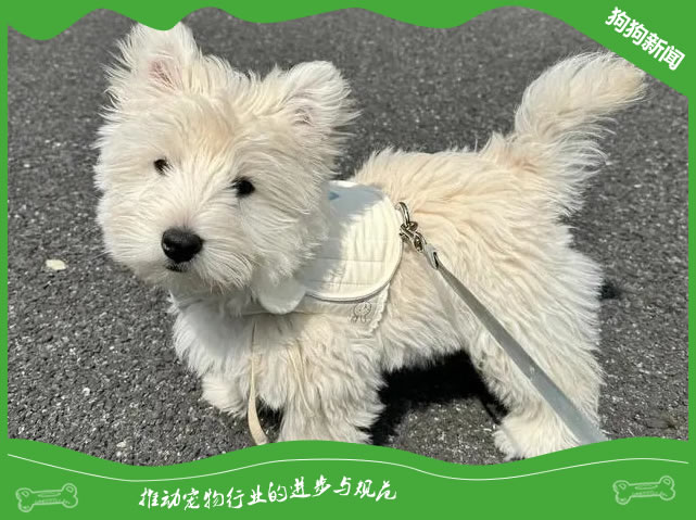 世界名犬之西高地白梗