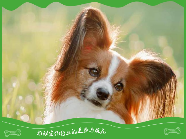 狗狗是怎样通过汗腺调节体温的? 狗狗是怎样通过汗腺调节体温的?