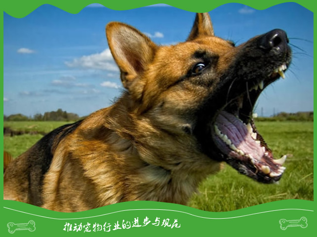 狗狗吠叫的 “语言密码”:解读不同吠声背后的含义 狗狗吠叫的 “语言密码”:解读不同吠声背后的含义