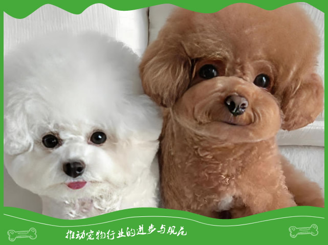 泰迪与比熊如何区分?从外形到性格的全面对比 泰迪与比熊如何区分?从外形到性格的全面对比