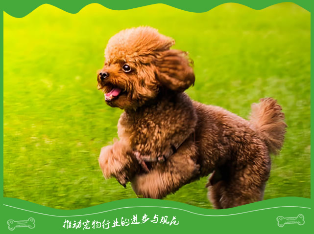 为什么泰迪犬这么受欢迎?揭秘多人喜欢养泰迪的7大原因 为什么泰迪犬这么受欢迎?揭秘多人喜欢养泰迪的7大原因