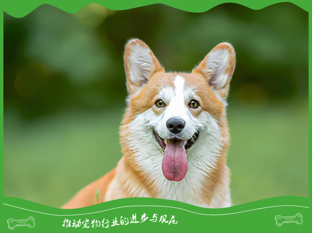 狗狗真是色盲吗?关于它们视觉的真相揭秘 狗狗真是色盲吗?关于它们视觉的真相揭秘