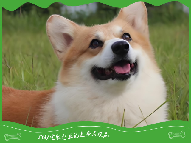 柯基的基因为啥这么强大? 柯基的基因为啥这么强大?