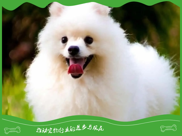 养狗经验都是满满的干货