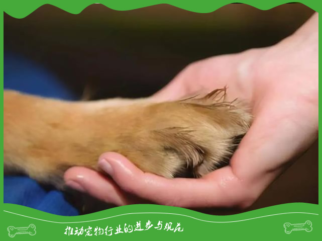 狗狗用爪子扒拉主人是什么意思?