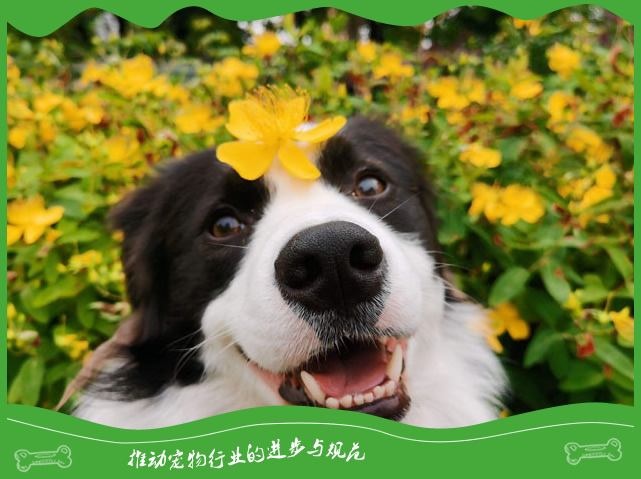 狗狗最不喜欢做的事情作为铲屎官你知道吗