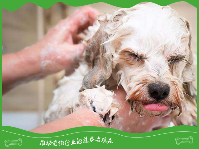 狗狗为啥那么怕洗澡？