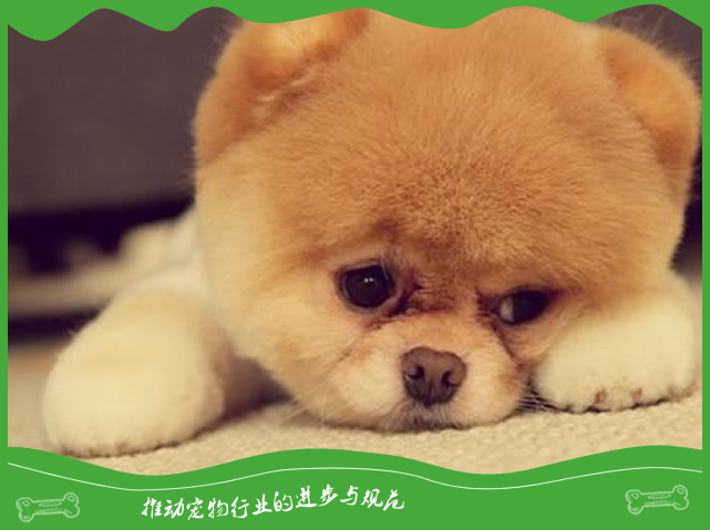 狗狗突然喝很多水这是什么情况？