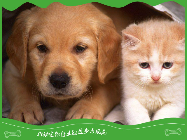 狗狗得了尿崩症咋处理? 狗狗得了尿崩症咋处理?