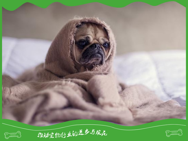 狗狗身体总是发抖是什么原因