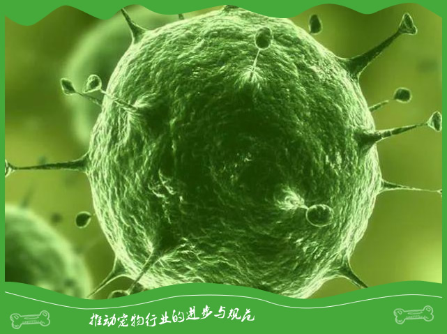 狗狗得病中的细小是什么病