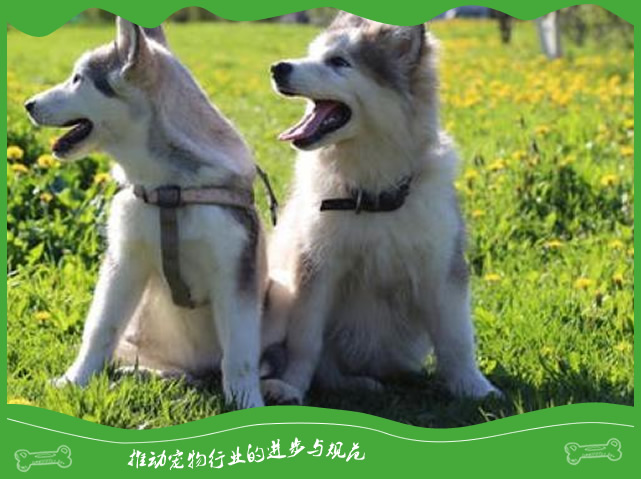 新手养狗需要注意哪些