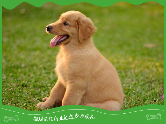 狗狗舔别人不一定是在示意友好