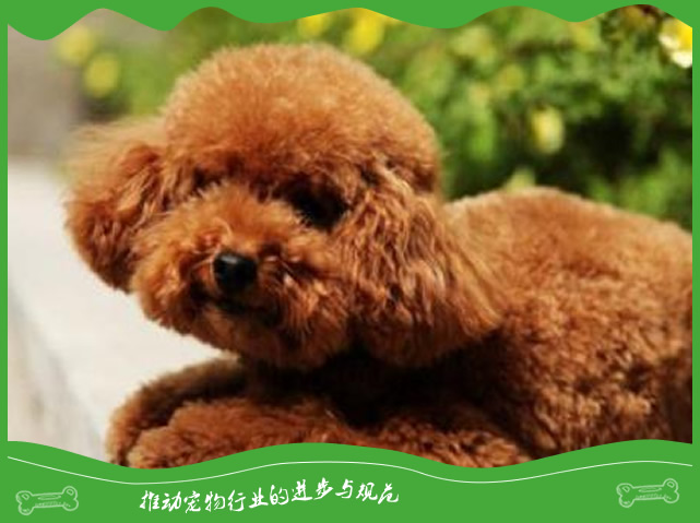 泰迪犬一般能长多大