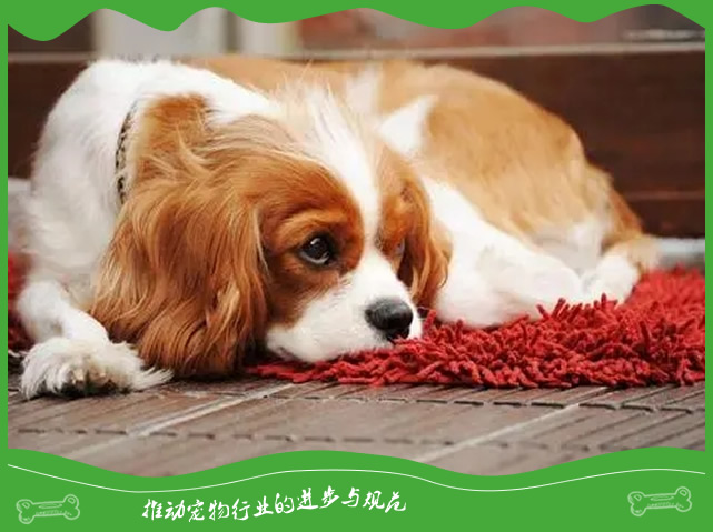 刚出生的小狗狗为什么会拉稀，如拉稀后该怎么处理？