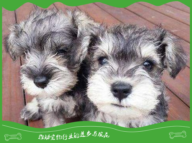 宠物狗雪纳瑞的护理知识分享