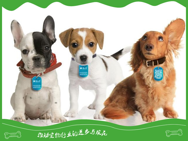 如何给宠物狗狗选择合适的遛狗项圈？