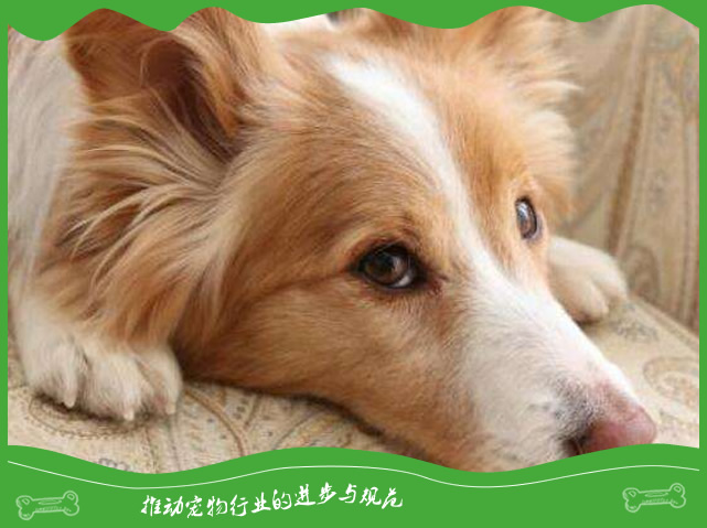 如何让狗狗清凉度夏 如何让狗狗清凉度夏